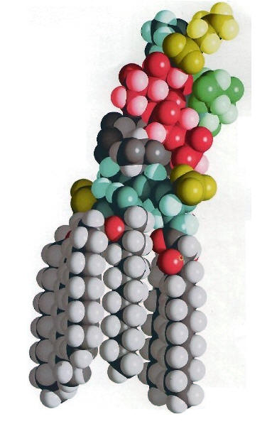 E. coli Lipopolysaccharide